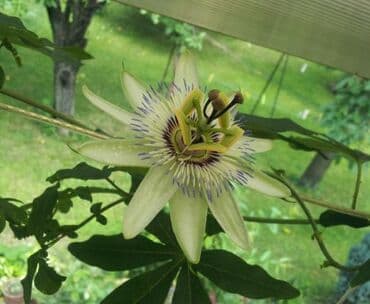 cena prohromskog lima po kilogramu: Hristov venac Cveće Hristov Venac Passiflora caerulea spada u red — 7
