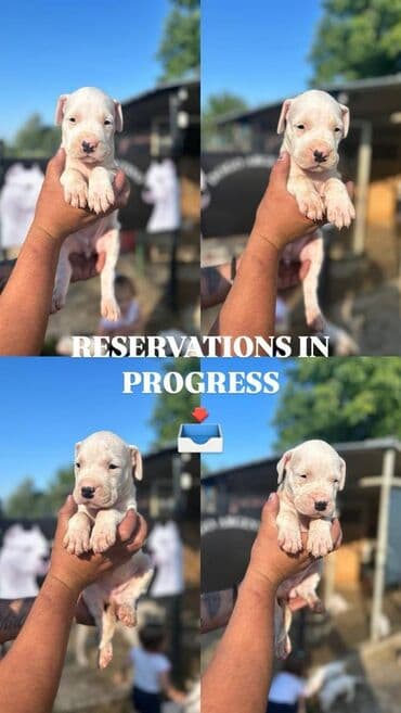 psi pomeranci na poklon: Dogo Argentino štenci Na prodaju štenci Dogo Argentino vrhunskog — 2