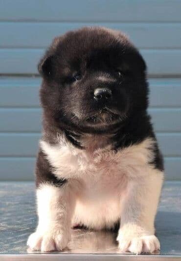 Životinje: Američka Akita, štenci Odgajivacnica TOP WINNER PUPPY sa ponosom — 10