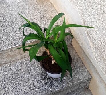 cena prohromskog lima po kilogramu: Malo drvo života Visina je od 45cm. Lično Bg ili slanje post — 4