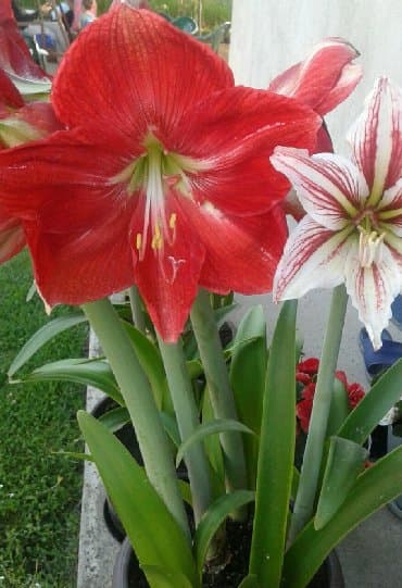 Amarilis- lukovice CRVENI — 2
