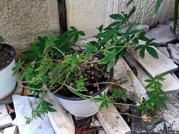 cena prohromskog lima po kilogramu: Hristov venac Cveće Hristov Venac Passiflora caerulea spada u red — 6