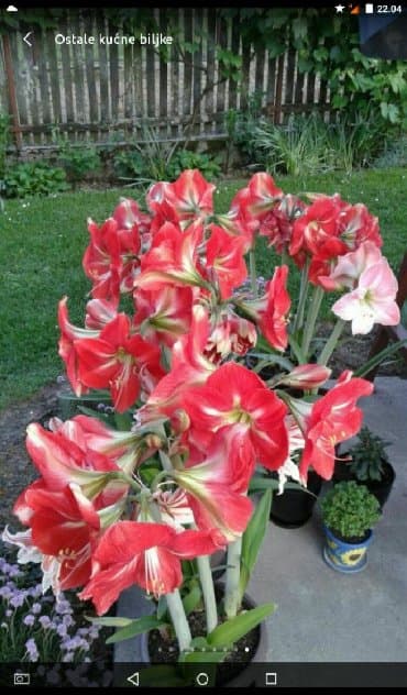 Amarilis- lukovice CRVENI — 1