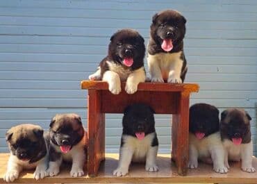 Životinje: Američka Akita, štenci Odgajivacnica TOP WINNER PUPPY sa ponosom — 2