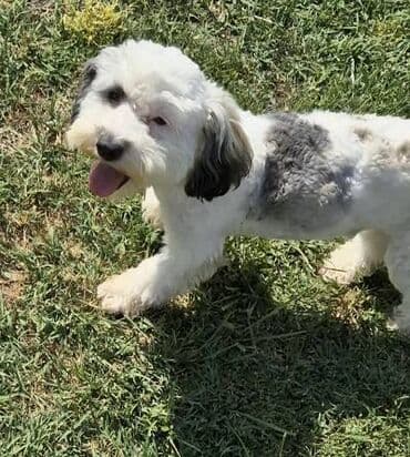 psi za lov: Maltipoo štenci MALTIPOO štenci izuzetnog kvaliteta i izgleda, veoma — 6