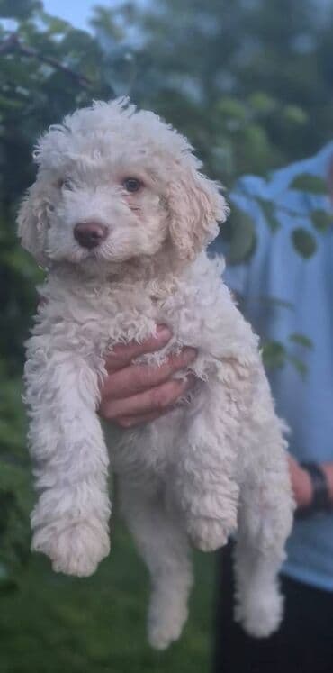 psi pomeranci: Stenci lagotto romagnolo Stenci lagotto romagnolo Stenci stari 3 — 3