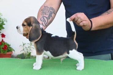 Životinje: NEO'S STYLE KENNEL FCI 8177 Naša odgajivačnica objavljuje novo leglo U — 3