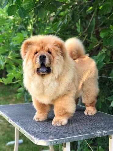 Chow Chow / Čau Čau štenci Chow Chow / Čau Čau štenci na prodaju! — 3