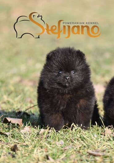 Pomeranac Boo. Stenci pomeranca vrhunskog kvaliteta,vakcinisani uredno — 4