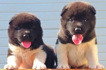 Životinje: Američka Akita, štenci Odgajivacnica TOP WINNER PUPPY sa ponosom — 1