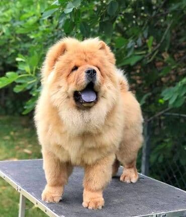 Chow Chow / Čau Čau štenci Chow Chow / Čau Čau štenci na prodaju! — 5