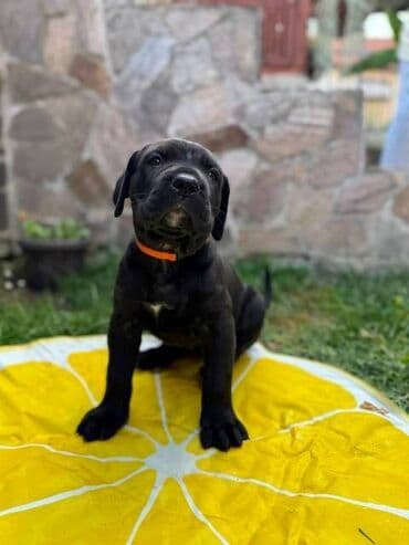 Životinje: Cane Corso štenci Na prodaju štenci Kane Korso sa papirima, oštenjeni — 3