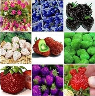 staklene tegle od 5 litara: Seme Lotosa Cena:650din/5 semenki Za kućni Lotus potrebna vam je — 9