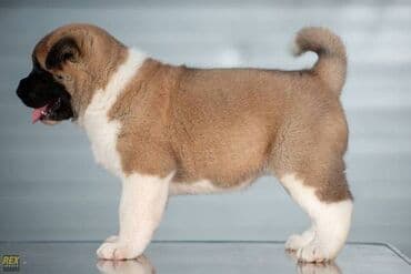 Psi: Američka Akita štenci Odgajivacnica TOP WINNER PUPPY sa ponosom — 5