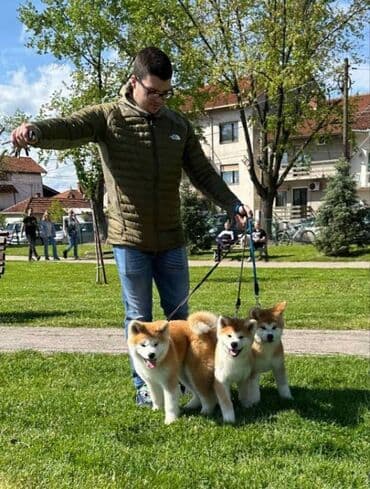 psi za udomljavanje beograd: Stenci akita inu-Japanski Sashatoshi odgajivačnica Japanskih akita — 1