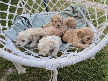 psi za lov: Maltipoo štenci MALTIPOO štenci izuzetnog kvaliteta i izgleda, veoma — 5