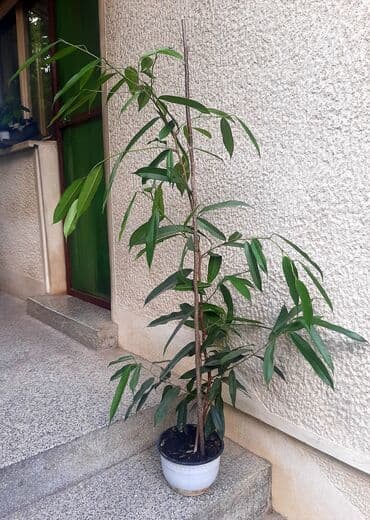 cena prohromskog lima po kilogramu: Tamno zeleni Benžamin Bendžamin (ficus benjamin) je dekorativna sobna — 3