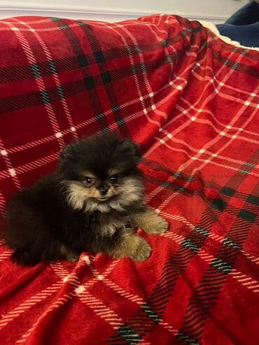 Životinje: Pomeranac Boo unikatni muzjak black and tan boje,star 2.5 — 3