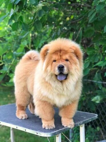 Chow Chow / Čau Čau štenci Chow Chow / Čau Čau štenci na prodaju! — 2
