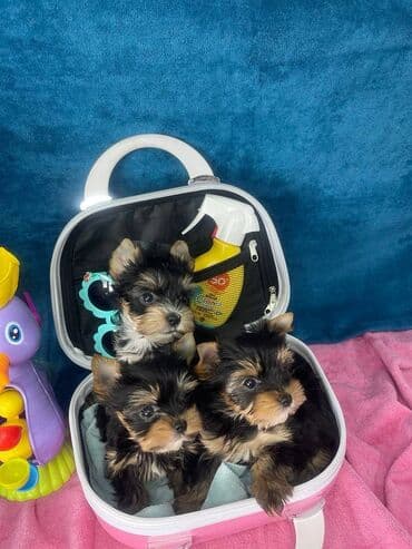 mali psi za stan: Yorkshire Terrier štenci Na prodaju su dve nežne princeze i jedan — 2