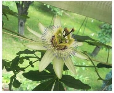 cvetni tepih cvece: Cveće Hristov Venac Hristov venac Passiflora caerulea spada u red — 1