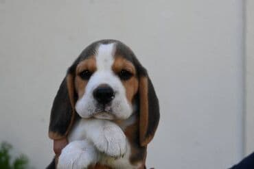 Životinje: NEO'S STYLE KENNEL FCI 8177 Naša odgajivačnica objavljuje novo leglo U — 4