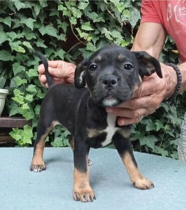 psi pomeranci na poklon: American bully AMERICKI BULLY, top stenad, strucno odnegovana — 3