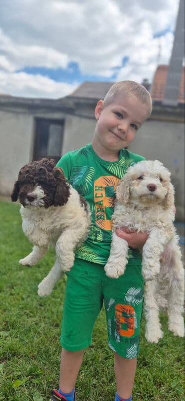 psi pomeranci: Stenci lagotto romagnolo Stenci lagotto romagnolo Stenci stari 3 — 1