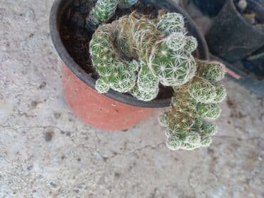 Kaktus — 1