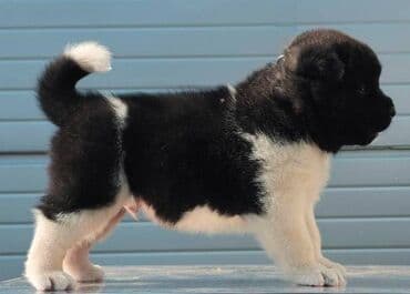 Životinje: Američka Akita, štenci Odgajivacnica TOP WINNER PUPPY sa ponosom — 3