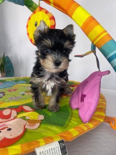 mali psi za stan: Yorkshire Terrier štenci Na prodaju su dve nežne princeze i jedan — 3