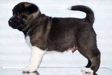 Psi: Američka Akita štenci Odgajivacnica TOP WINNER PUPPY sa ponosom — 1