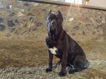 Životinje: Cane Corso štenci Na prodaju štenci Kane Korso sa papirima, oštenjeni — 7