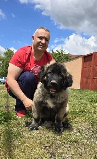 psi za udomljavanje beograd: Kavkaski ovčar štenci Odgajivacnica Petar Veliki FCI 4469 sa preko — 4