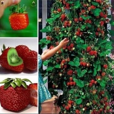staklene tegle od 5 litara: Seme Lotosa Cena:650din/5 semenki Za kućni Lotus potrebna vam je — 1