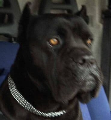 Životinje: Cane Corso štenci Na prodaju štenci Kane Korso sa papirima, oštenjeni — 6