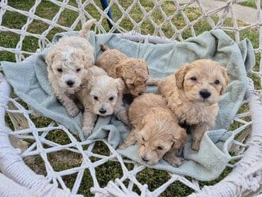 psi za lov: Maltipoo štenci MALTIPOO štenci izuzetnog kvaliteta i izgleda, veoma — 7